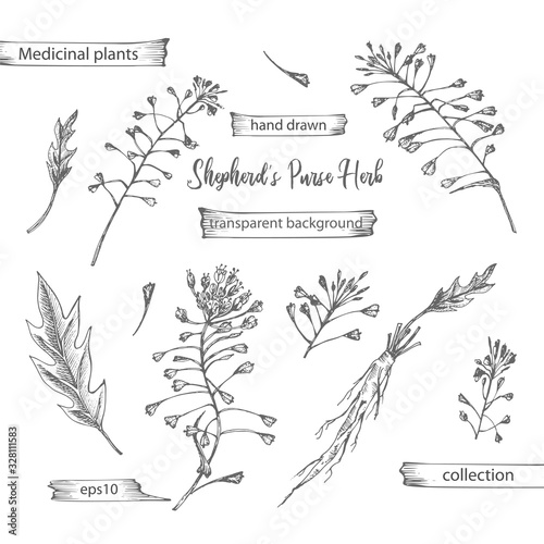 Set hand drawn of Shepherds Purse root, lives and flowers in black color isolated on white background. Retro vintage graphic design. Botanical sketch drawing, engraving style