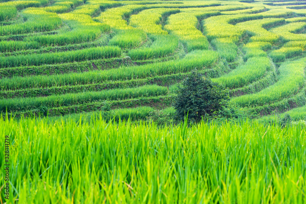 Green rice terrace and farm ridge in Chiang Mai, Thailand