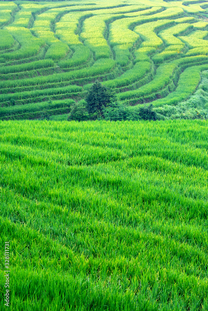 Green curves of rice terraces in Chiang Mai, Thailand