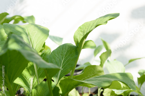 Home plant Chinese Cabbage-PAI TSAI or Brassica chinensis Jusl var parachinensis (Bailey) on pot over white background,health food and living photo