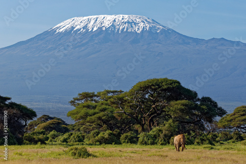 Elefant vor dem Kilimanjaro © Willy