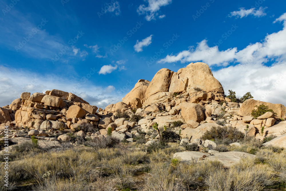 landscape with joshua trees in the desert landscape with joshua trees in the desert