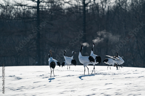 whooper swan