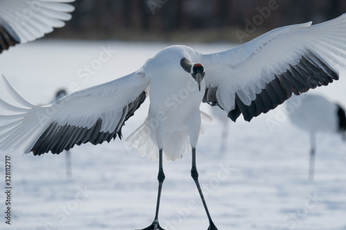 whooper swan