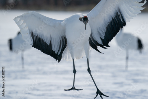 whooper swan