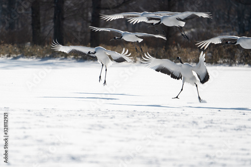 whooper swan
