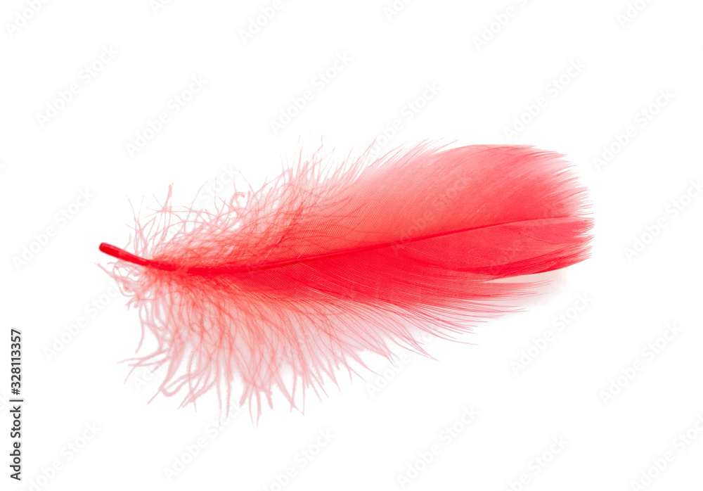 Elegant red feather isolated on the white Elegant red feather isolated on the white