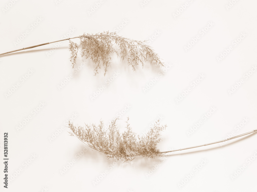 Dry beige reed on a white wall background. Beautiful nature trend decor. Minimalistic neutral concept - obrazy, fototapety, plakaty 