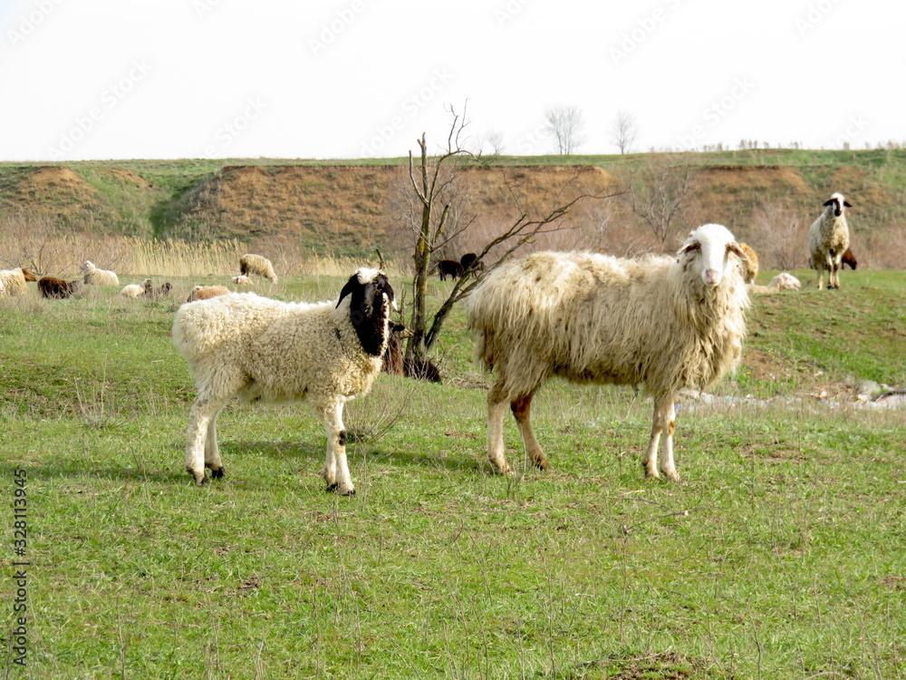 Fototapeta premium Leisurely rest of the sheep on the pasture