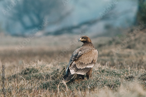 Steppe eagle perched on the ground