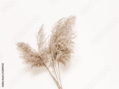 Dry beige reed on a white wall background. Beautiful nature trend decor. Minimalistic neutral concept