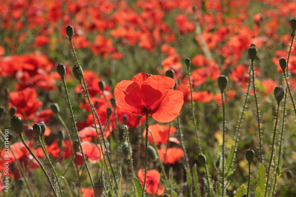 Naklejka premium Natural red poppies of the field with big petals