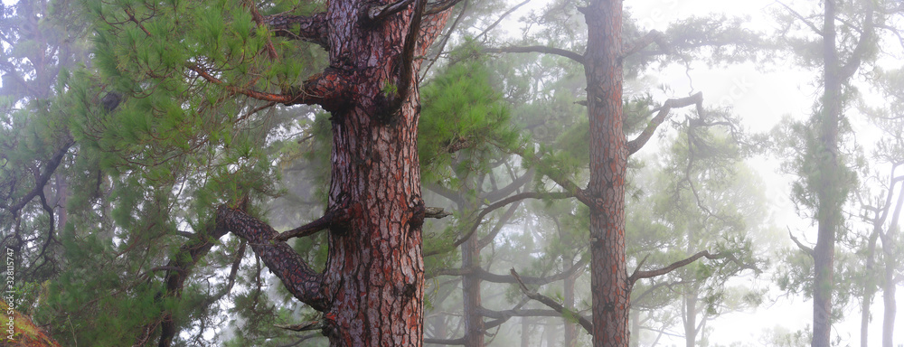 Fototapeta premium Kanarische Kiefer (Pinus canariensis) Kiefernwald, Insel La Palma, Kanaren, Spanien, Europa, Panorama