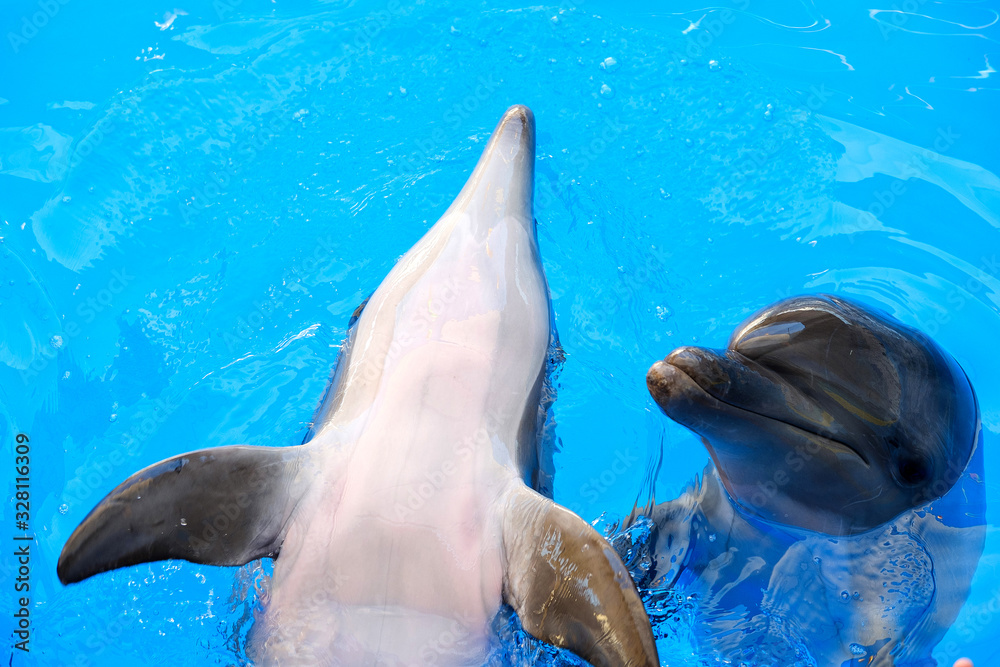 Obraz premium happy smiling bottlenose dolphin playing in blue water in sea