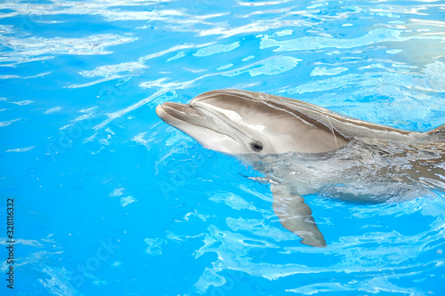 happy smiling bottlenose dolphin playing in blue water in sea