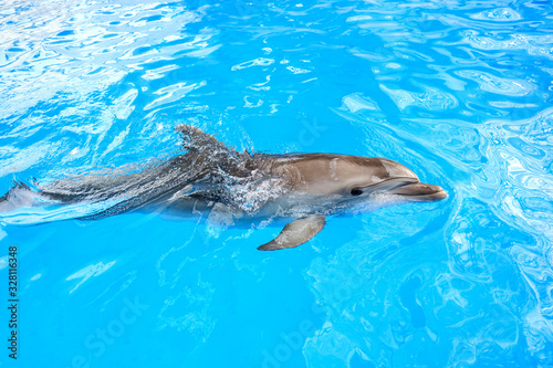 happy smiling bottlenose dolphin playing in blue water in sea © skvalval