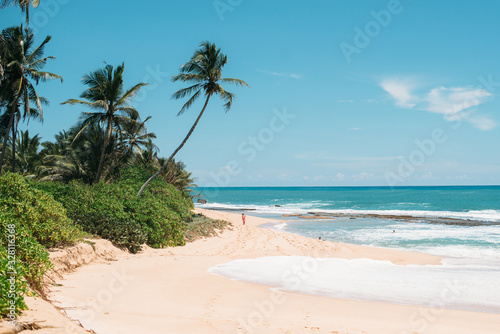 View of a sandy beach with palm trees  Sri Lanka