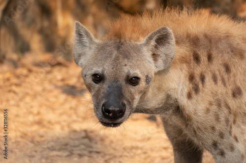 Hyena