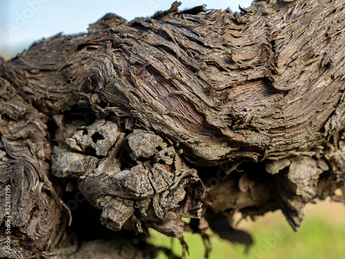 Closeup view of vine trunk. Old strain skin detail.