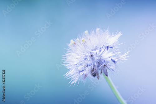 Beautiful Soft focus flower seed macro on nature blue and turquoise background free space for text.Bright colorful style artistic image form.