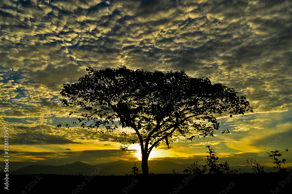 Beautiful view during sunrise moment. Silhouette of lonely tree with Altocumulus cloud formation at sky. Beautiful view during sunrise moment. Silhouette of lonely tree with Altocumulus cloud formation at sky.