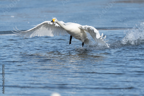Whooper swan
