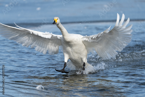 Whooper swan
