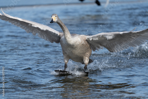 Whooper swan