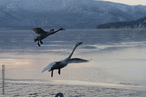 Whooper swan