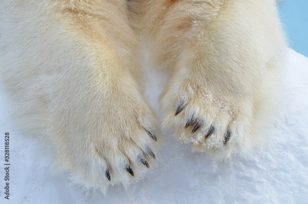 polar bear in snow polar bear in snow