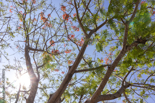 View from below blue sky and clouds with tree on the side of image.