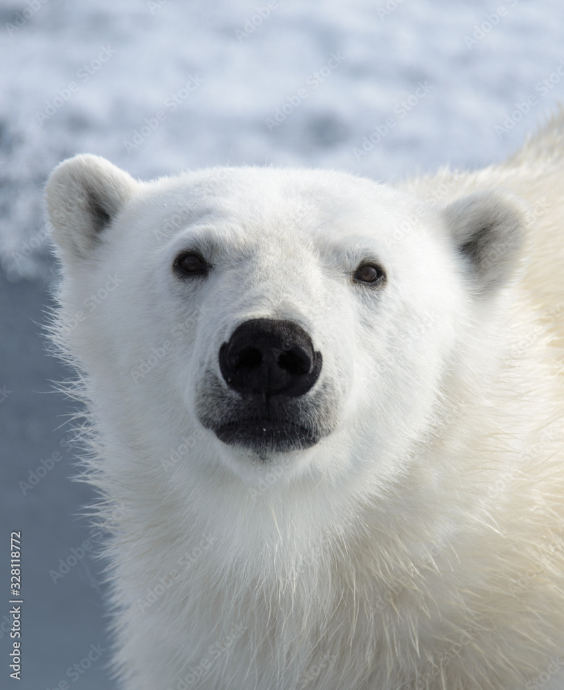 Polar bear's (Ursus maritimus) head close up Polar bear's (Ursus maritimus) head close up
