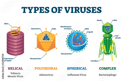 Types of viruses vector illustration labeled drawings photo