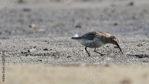 The dunlin (Calidris alpina) is a small wader.  photo