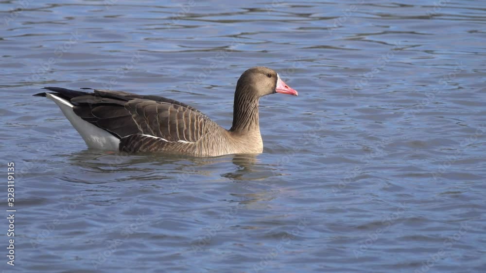 Greater White-fronted Goose (Anser albifrons). Wild Goose swims in the water, close up. The blue sky is reflected in the water