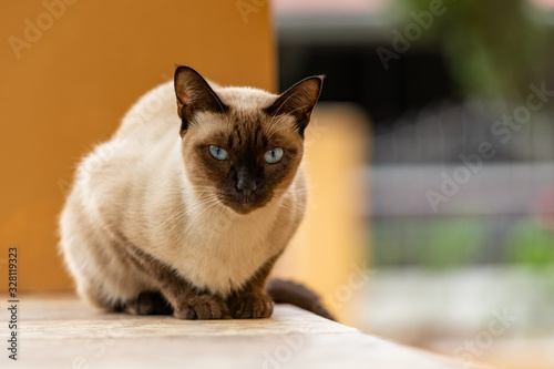 Wichien Maat sitting on a bench looking straight photo