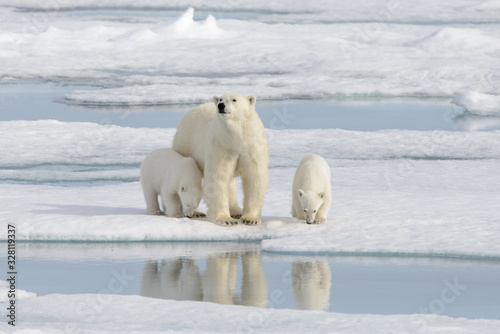 Wild polar bear (Ursus maritimus) mother and cub on the pack ice © Alexey Seafarer