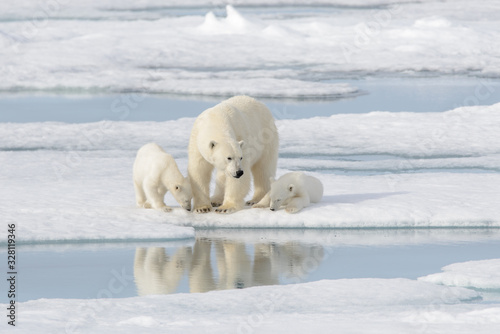 Murais de parede Wild polar bear (Ursus maritimus) mother and cub on the pack ice