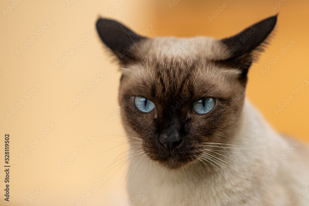 Portrait of Wichien Maat cat looking straight