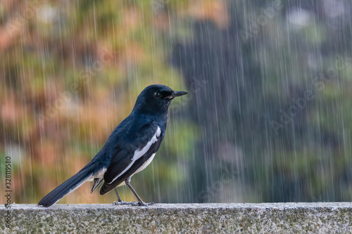 Oriental Magpie Robin caught in a heavy downpour rain