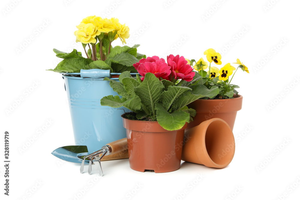 Flowers and gardening tools isolated on white background