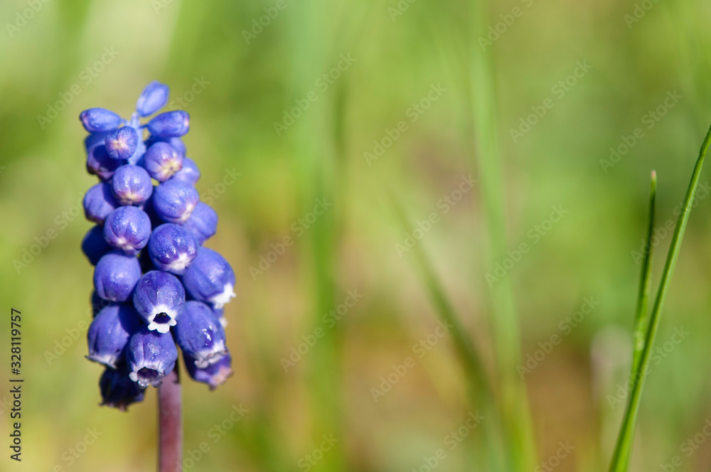 Viola Viola