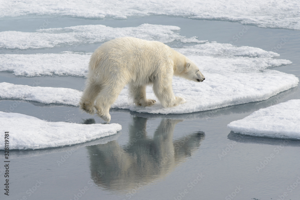 Wild polar bear on pack ice in Arctic Wild polar bear on pack ice in Arctic