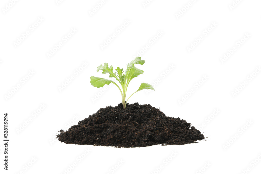 Fertile soil with green sprout isolated on white background Fertile soil with green sprout isolated on white background