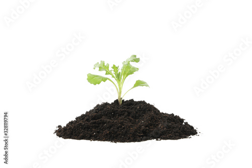 Fertile soil with green sprout isolated on white background
