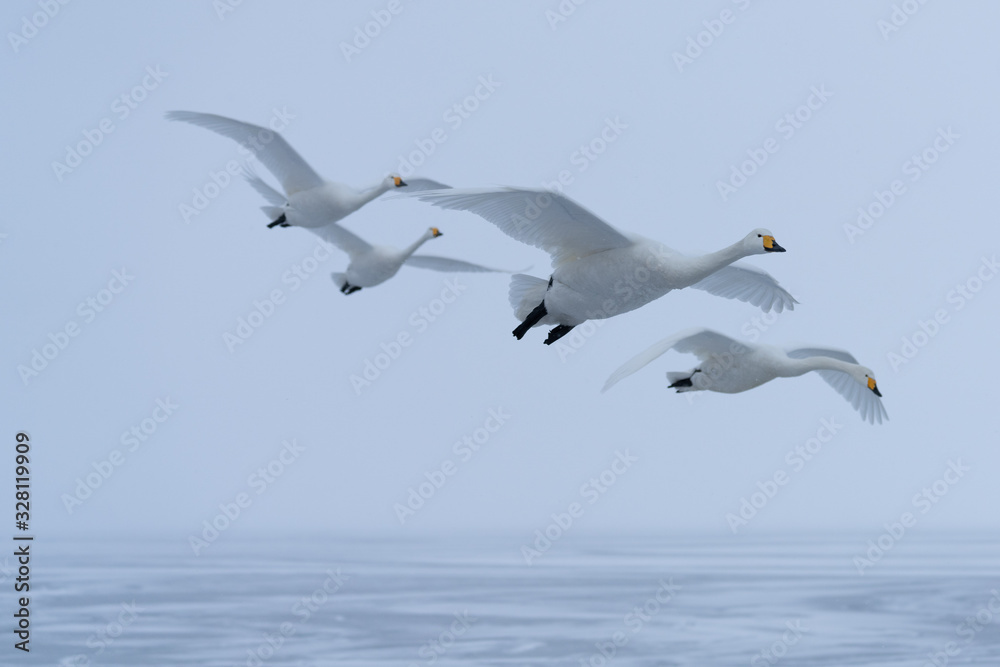 Fototapeta premium Whooper swan