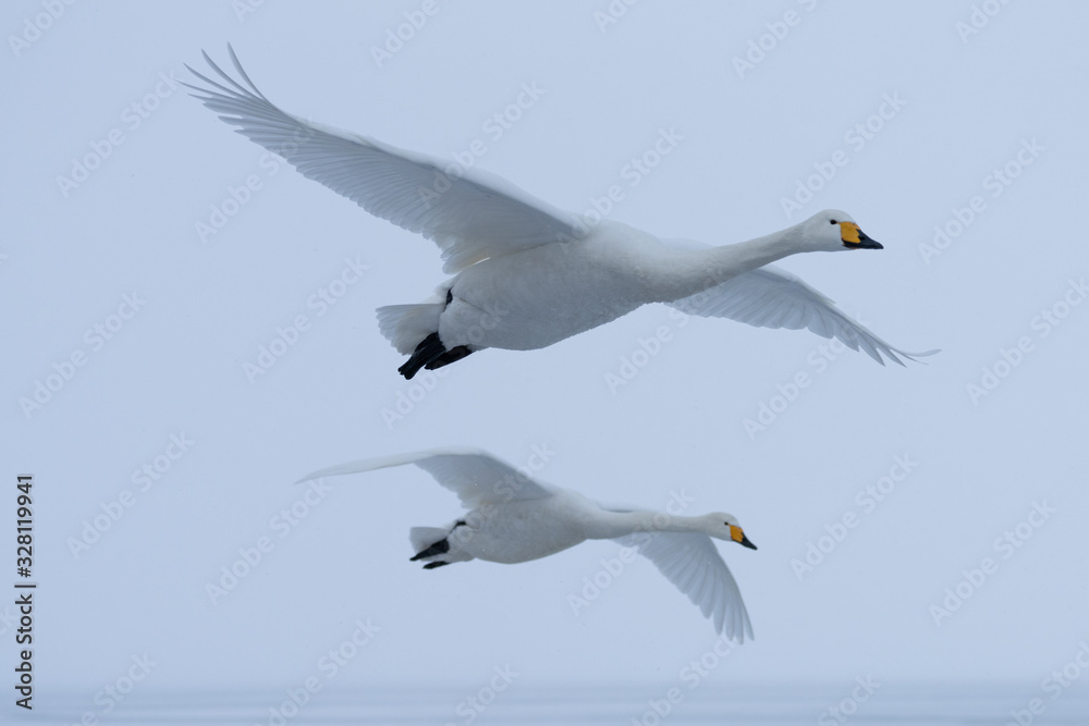 Fototapeta premium Whooper swan
