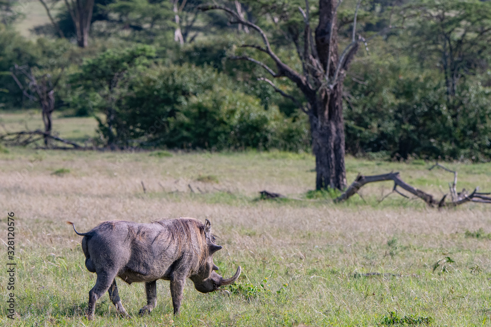 large male warthog standing in the Masai Mara large male warthog standing in the Masai Mara