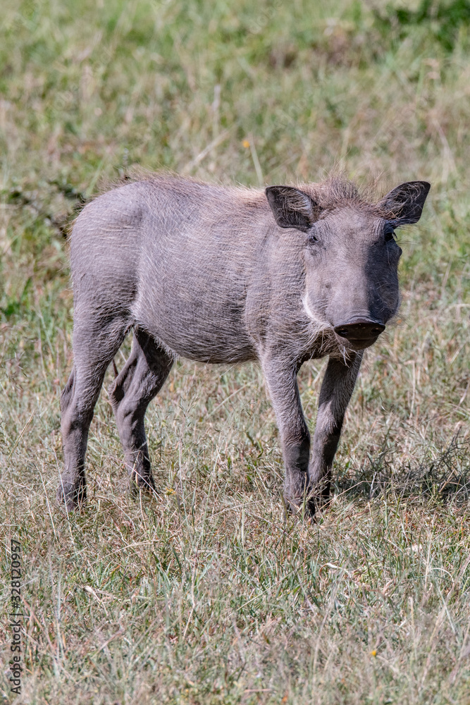 Young warthog Young warthog