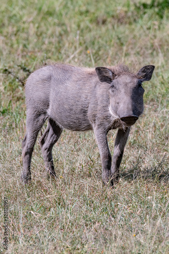 Young warthog